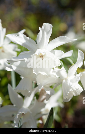 Narzisse Thalia, eine reine Weiße Narzisse wächst in eine Grenze in Cambridge, England, UK Stockfoto