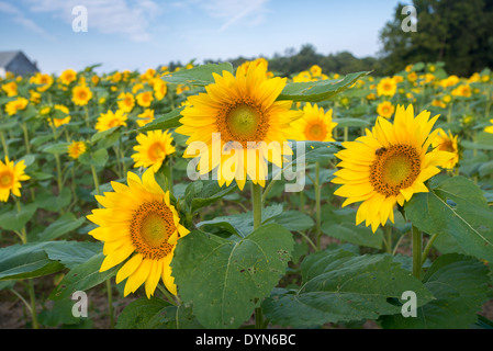 Sonnenblumen in Jarrettsville Maryland Stockfoto