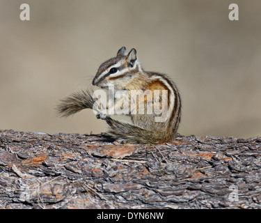 Streifenhörnchen hält seine Rute bei einer Rast auf der Rinde einer gefallenen Pinie Stockfoto