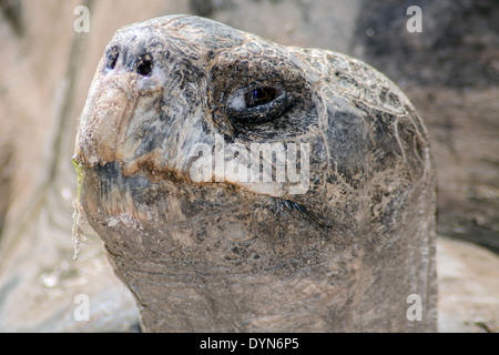 Galapagos-Riesenschildkröte Stockfoto