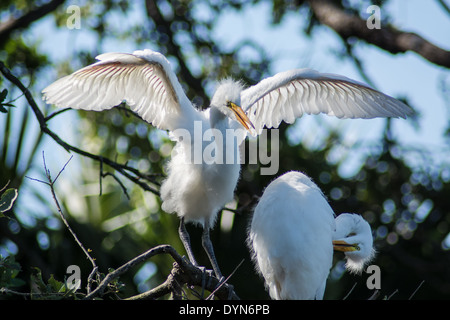 Großer Reiher Küken testen ihre Flügel. Stockfoto