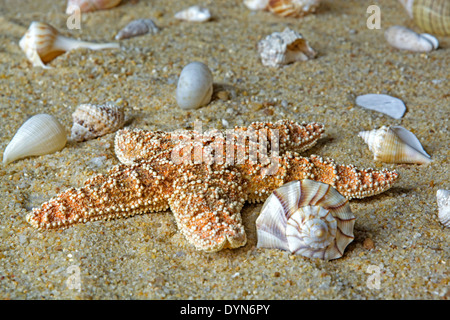 Strand-Szene mit Muscheln und Seesternen. Stockfoto