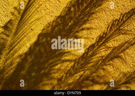 Palmenblättern Schatten auf eine gelbe Stuckdecken Wand im Sol Palmeras varadero Kuba Stockfoto