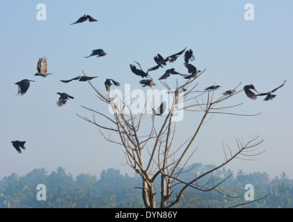 Krähen Stockfoto