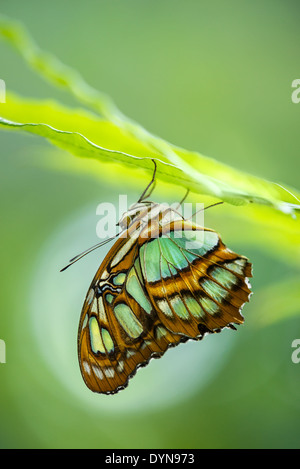 Malachit Schmetterling (Siproeta Stelenes) Stockfoto