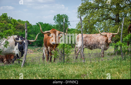 Texas Longhorn-Rinder grasen auf der Weide Stockfoto