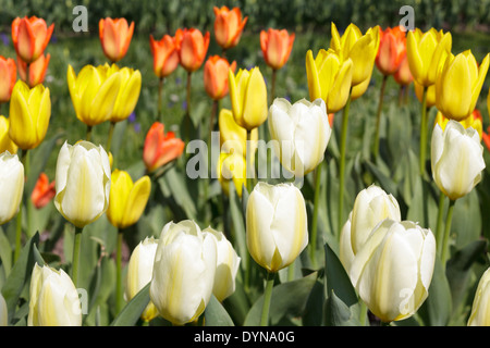 Tulpen Stockfoto