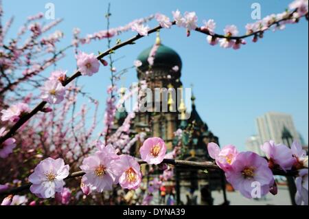 Harbin, China Provinz Heilongjiang. 23. April 2014. Pfirsiche Blüten werden vor dem Sophia Cathedral in Harbin, der Hauptstadt des nordöstlichen Chinas Provinz Heilongjiang, 23. April 2014 gesehen. © Wang Jianwei/Xinhua/Alamy Live-Nachrichten Stockfoto