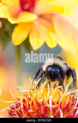 Hummel auf Gaillardia "Arizona Sun" (Decke Blume) Stockfoto