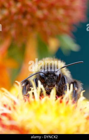 Hummel auf Gaillardia "Arizona Sun" (Decke Blume) Stockfoto