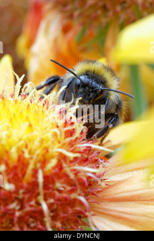 Hummel auf Gaillardia "Arizona Sun" (Decke Blume) Stockfoto