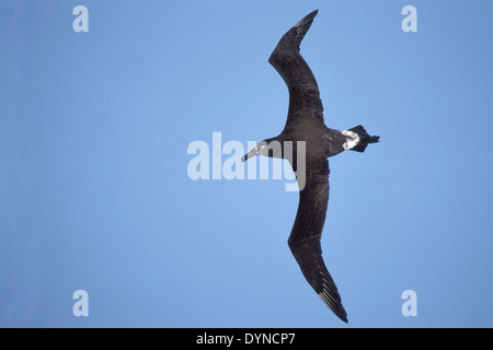 Schwarz – Schwarzfuß Albatros - Phoebastria nigripes Stockfoto