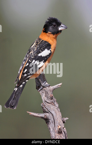 Black-headed Kernbeißer - Pheucticus Melanocephalus - männlich Stockfoto