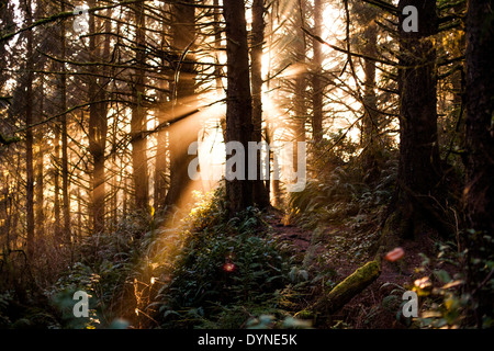 Sonne, durch Bäume im Wald Stockfoto