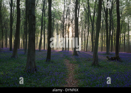 Sonnenaufgang über ein Bluebell Holz in West Sussex, England Stockfoto