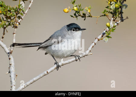 Schwarz-angebundene Gnatcatcher - Polioptila Melanura - Erwachsene männliche Zucht Stockfoto