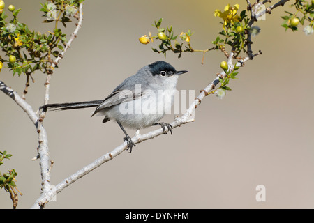 Schwarz-angebundene Gnatcatcher - Polioptila Melanura - Erwachsene männliche Zucht Stockfoto