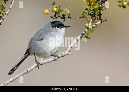 Schwarz-angebundene Gnatcatcher - Polioptila Melanura - Erwachsene männliche Zucht Stockfoto