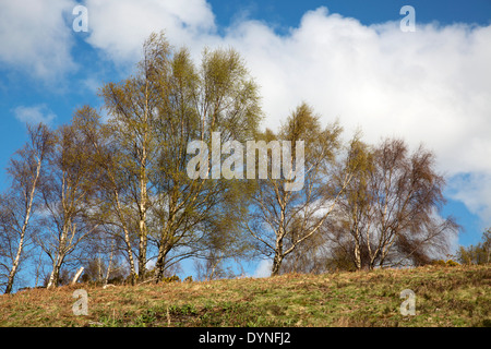 Birken im Frühjahr; Betula Pendel; Devon; UK Stockfoto