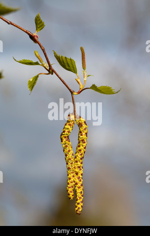 Birke im Frühjahr; Betula Pendel; Kätzchen; UK Stockfoto