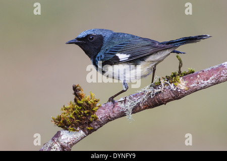 Black-throated blaue Grasmücke - Setophaga Caerulescens - Männchen Stockfoto