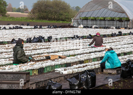 Tarleton, Lancashire, UK, 23. April 2014. Saisonale Verpacker, packen als warme Temperaturen und Trocknen Böden ermöglichen Migranten landwirtschaftliche Arbeitnehmer, Arbeiter und Besitzer Feder Obst und Gemüse zu pflanzen. Sämlinge von Sunnyhurst sollte nun in der neu gepflügten Boden gedeihen. Diesem Bereich weitgehend ländliche mit dem Land an Gemüsekulturen gewidmet, liefert viele der grossen Supermärkte in Großbritannien sowie unabhängige Einzelhändler, Großhändler, Gastronomie, Caterer und Lebensmittel verarbeitenden Gewerbes. Stockfoto