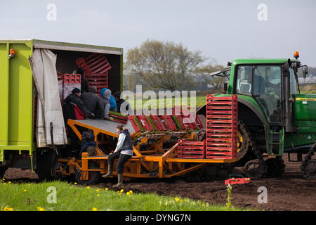 Tarleton, Lancashire, UK, 23. April 2014. Warme Temperaturen und Trocknen Böden ermöglichen Migranten landwirtschaftliche Arbeitnehmer, Arbeiter und Besitzer Feder Obst und Gemüse zu pflanzen. Automatische Kopfsalat Pflanzmaschine, die Bepflanzung ist bis 12000 Sämlinge pro Stunde, die jetzt in der neu gepflügten Boden gedeihen soll. Diesem Bereich weitgehend ländliche mit Land zu pflanzlichen Anbau auf die reichen und fruchtbaren Boden der Tarleton Moss gewidmet, liefert viele der grossen Supermärkte in Großbritannien sowie unabhängige Einzelhändler, Großhändler, Gastronomie, Caterer und Lebensmittel verarbeitenden Gewerbes. Stockfoto