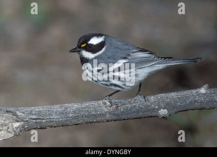 Black-throated Gray Warbler - Setophaga hier - Männchen Stockfoto