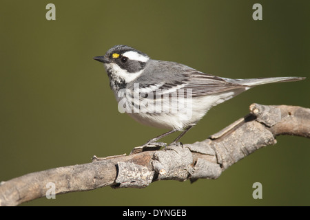 Black-throated Gray Warbler - Setophaga hier - Erwachsene weibliche Zucht Stockfoto