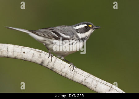 Black-throated Gray Warbler - Setophaga hier - Erwachsene weibliche Zucht Stockfoto