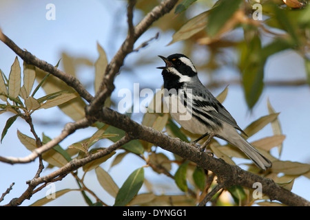 Black-throated Gray Warbler - Setophaga hier - Männchen Stockfoto