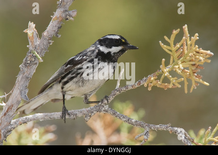 Black-throated Gray Warbler - Setophaga hier - Männchen Stockfoto