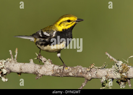 Black-throated grüner Laubsänger - Setophaga Virens - erwachsenes Weibchen Stockfoto