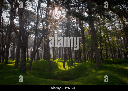 Sonnenlicht auf den Krater und nachgewachsene Wald auf dem Schlachtfeld des 1. Weltkrieges, Vimy Ridge, Frankreich Stockfoto