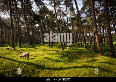 Sonnenlicht auf den Krater und nachgewachsene Wald auf dem Schlachtfeld des 1. Weltkrieges, Vimy Ridge, Frankreich Stockfoto