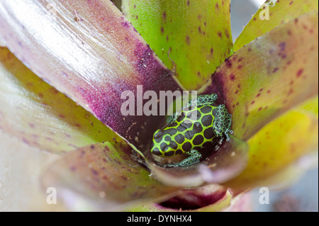 Ranitomeya imitator Stockfoto