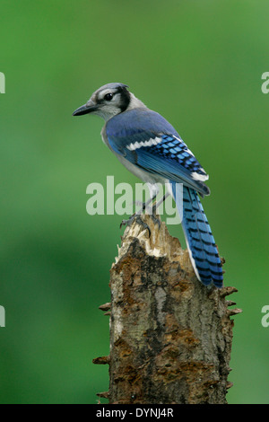 Blue Jay - Cyanocitta cristata Stockfoto