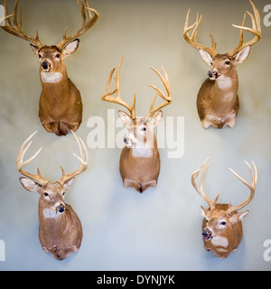 Fünf berittene Hirschköpfe an einer Wand in Centerville, MD Stockfoto
