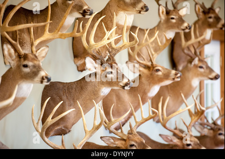 Mehreren montierten Hirschköpfe an einer Wand in Centerville, MD Stockfoto