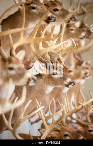 Mehreren montierten Hirschköpfe an einer Wand in Centerville, MD Stockfoto