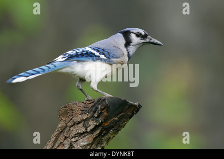 Blue Jay - Cyanocitta cristata Stockfoto