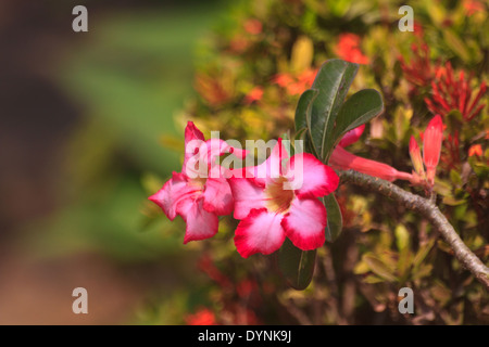 Desert Rose, Impala-Lilie, Mock Azalea Schönheit Blumen in Thailand Stockfoto