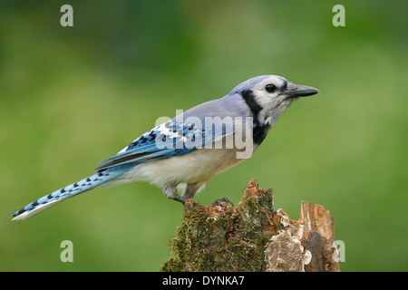 Blue Jay - Cyanocitta cristata Stockfoto