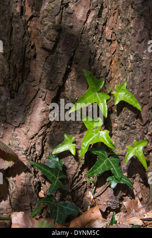 Schöne helle Ivy Neubildung am Fuße eines Baumes, gefangen in der Frühlingssonne.  Fälschlich Reservoir, UK. Stockfoto