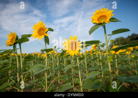 Sonnenblumen in Jarrettsville Maryland Stockfoto