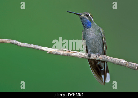 Blau-throated Kolibri - Lampornis Clemenciae - Männchen Stockfoto