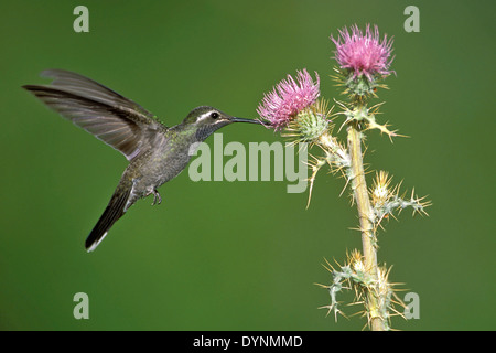Blau-throated Kolibri - Lampornis Clemenciae - Männchen Stockfoto