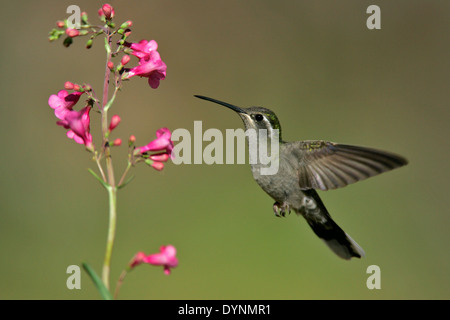 Blau-throated Kolibri - Lampornis Clemenciae - erwachsenes Weibchen Stockfoto