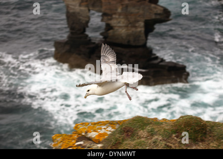 Fulmar Landung auf den Klippen mit Yesnaby Castle Stapels aus rotem Sandstein Meer im Hintergrund Stockfoto