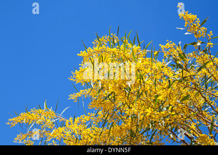 Leuchtend gelben Blüten der Golden Wattle. Acacia pycnantha Stockfoto